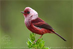 Pink-headed Warbler in Guatemala