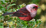 Pink-headed Warbler in Guatemala