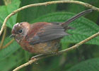 juvenile Pink-headed Warbler in Guatemala