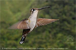 female Rivoli's Hummingbird