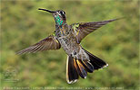 young male Rivoli's Hummingbird