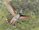 young male Rivoli's Hummingbird