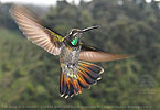 young male Rivoli's Hummingbird