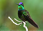 male Rivoli's Hummingbird