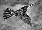 male Rivoli's Hummingbird