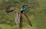 male Rivoli's Hummingbird