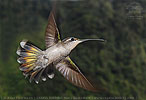 female Rivoli's Hummingbird