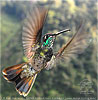 young male Rivoli's Hummingbird in flight
