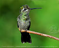 young male Rivoli's Hummingbird perched