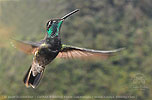 male Rivoli's Hummingbird