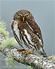 Guatemalan Pygmy Owl