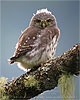 recently fledged Guatemalan Pygmy Owl