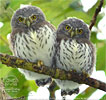 siblings of Guatemalan Pygmy Owl