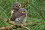 siblings of Guatemalan Pygmy Owl