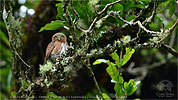 rufous morph juvenile Guatemalan Pygmy Owl