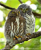 female and juvenile Guatemalan Pygmy Owl