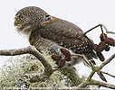 calling Guatemalan Pygmy Owl