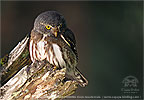 Guatemalan Pygmy Owl