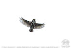 juvenile Guatemalan Pygmy Owl in flight