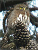 Guatemalan Pygmy Owl