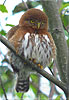 Guatemalan Pygmy Owl