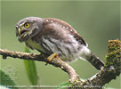 calling juvenile Guatemalan Pygmy Owl