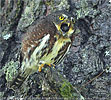 Guatemalan Pygmy Owl regurgigating  pellet