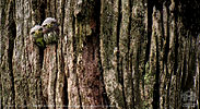 juvenile Guatemalan Pygmy Owls at nest entrance