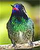 White-eared Hummingbird  male