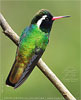 White-eared Hummingbird  male