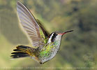 White-eared Hummingbird  juvenile