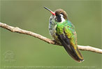 White-eared Hummingbird immature male