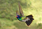 White-eared Hummingbird male