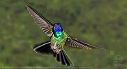 White-eared Hummingbird