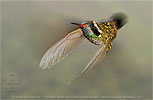 White-eared Hummingbird young male