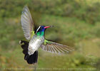 White-eared Hummingbird  male