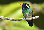 White-eared Hummingbird  male