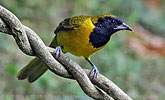 Female Bar-winged Oriole on liana