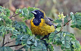 foliage-bathing Bar-winged Oriole on liana