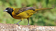 Female Bar-winged Oriole Icterus maculialatus