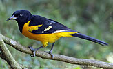 Male Bar-winged Oriole in Guatemala