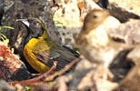 bathing female Bar-winged Oriole with Swainson's Thrush