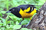 male Bar-winged Oriole