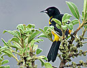 Bar-winged Oriole perched on Sideroxylon