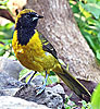 female Bar-winged Oriole