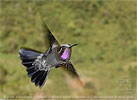 Amethyst-throated Mountain-gem with pollen