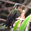 Amethyst-throated Mountain-gem with pollen