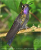 Amethyst-throated Mountain-gem male