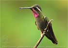 male Amethyst-throated Mountain-gem