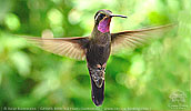 male Amethyst-throated Mountain-gem